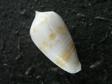 Conus giorossii Bozzetti, 2005の画像