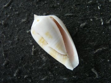 Conus giorossii Bozzetti, 2005の画像