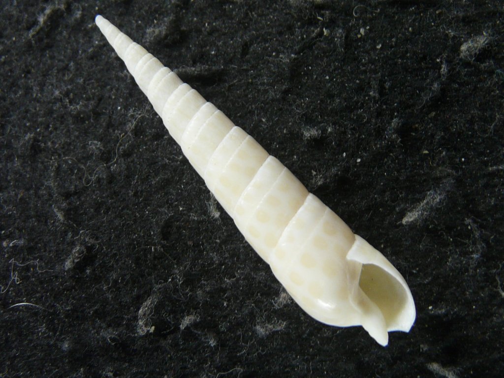 タケノコガイ科｜貝殻標本店「F]