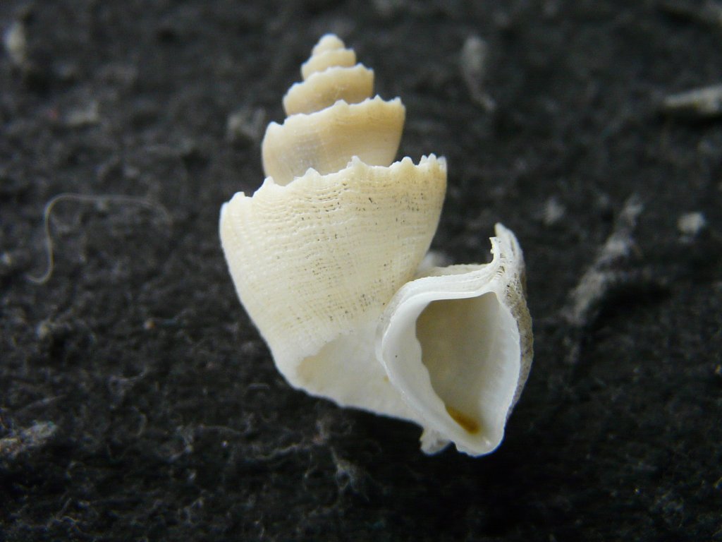 コロモガイ科・オニコブシガイ科｜貝殻標本店「F]