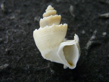 Trigonostoma thysthlon Petit & Harasewych, 1987の画像