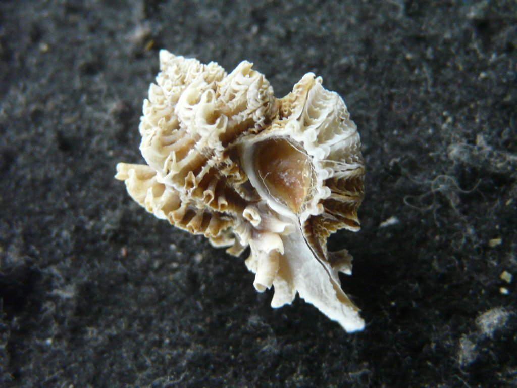 貝殻標本　ダンシャクボラ 机の上のサイエンス。Vol.10｜貝類 | POPEYE Web | ポパイウェブ