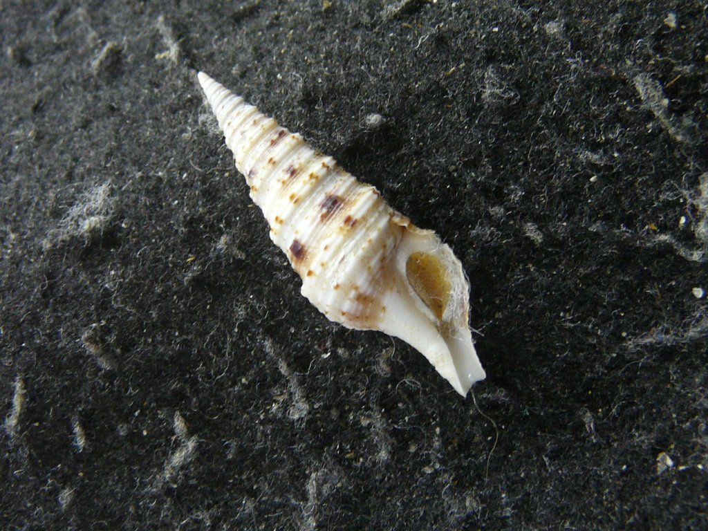 貝殻標本 タカラガイ