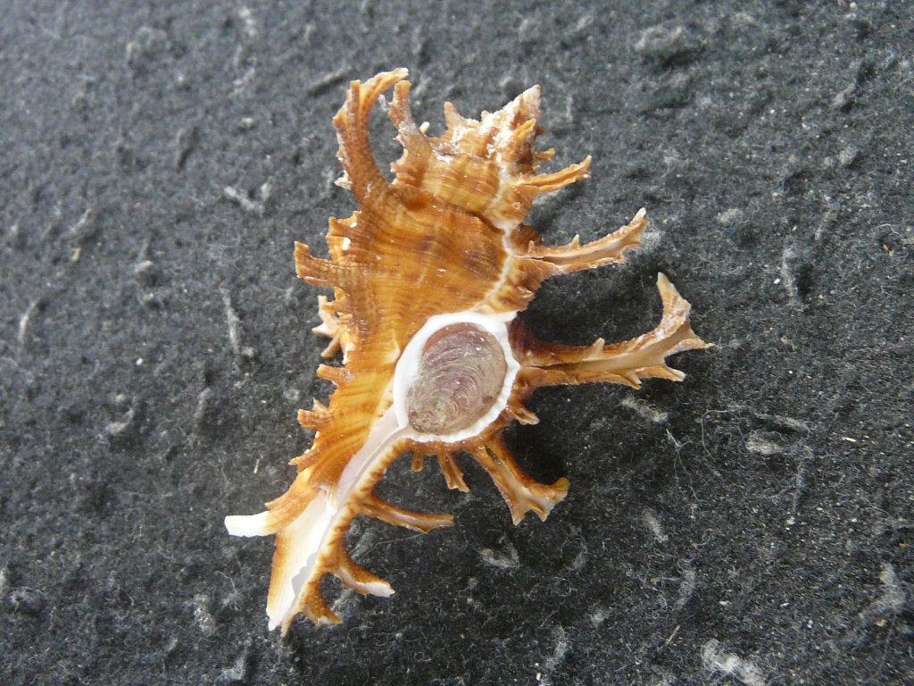 貝　貝殻 ミックス