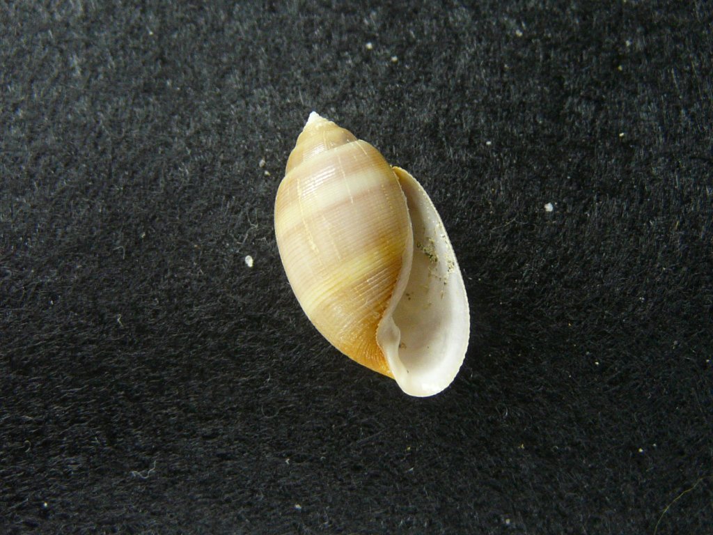 貝殻標本、タカラガイー51 ☀️ 貝殻の標本箱🐚♬ お気に入りばかりを 並べてみました