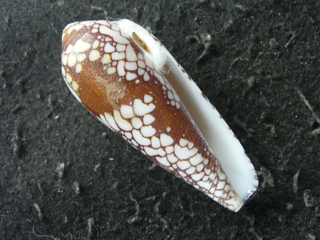 貝殻 ≪稀少≫ コブットウイモ (イモガイ科) イモガイ科｜貝殻標本店「F]