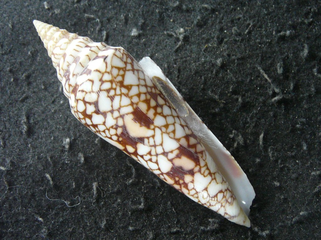 貝殻 ≪稀少≫ コブットウイモ (イモガイ科) ヒロクチイモ （イモガイ科） | 月刊 沖縄と貝 with 光