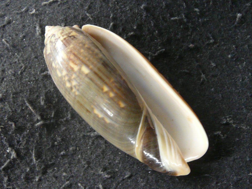 マクラガイ科・コゴメガイ科｜貝殻標本店「F]