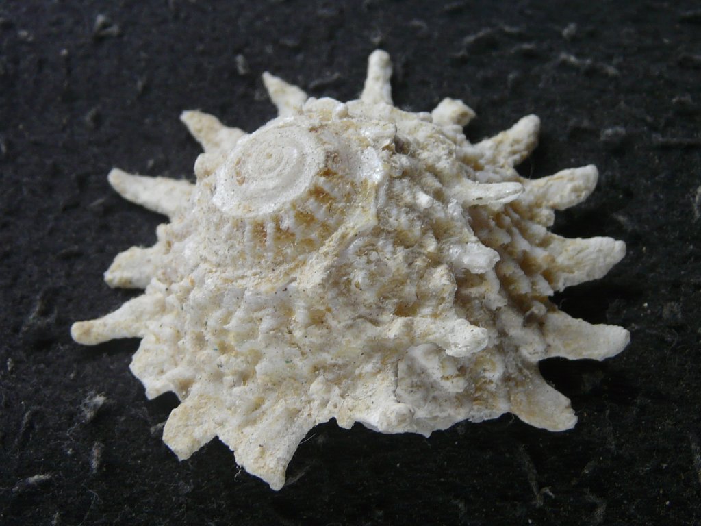 ニシキウズガイ科｜貝殻標本店「F]