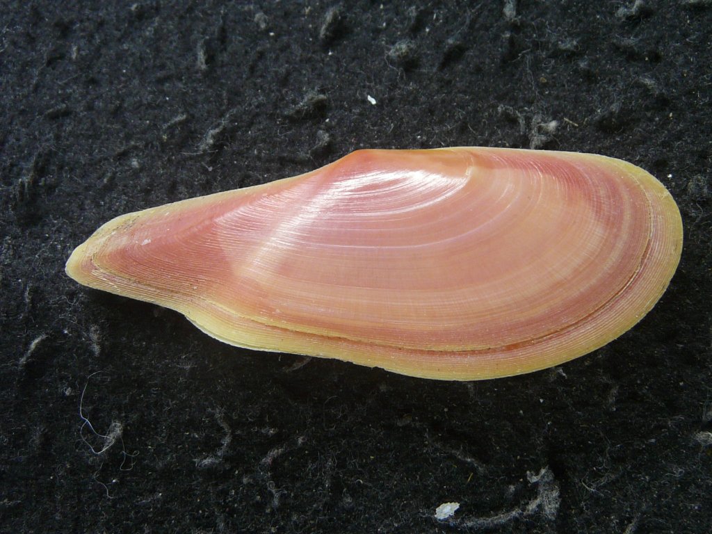 2枚貝その他｜貝殻標本店「F]