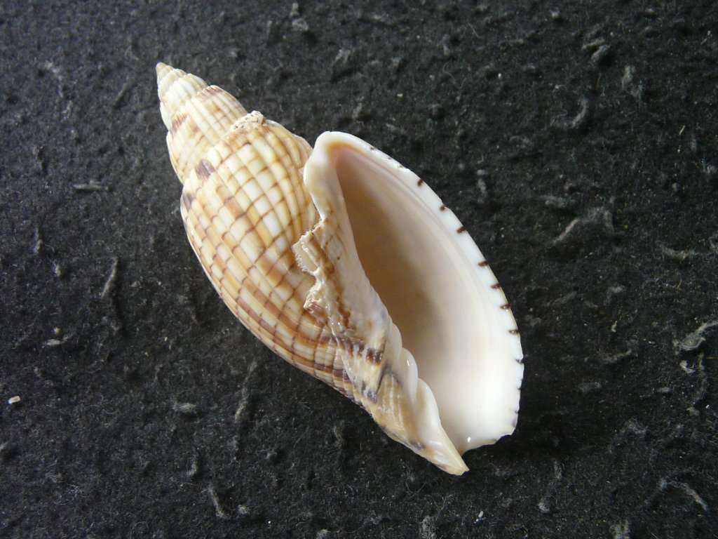 すべて｜貝殻標本店「F]