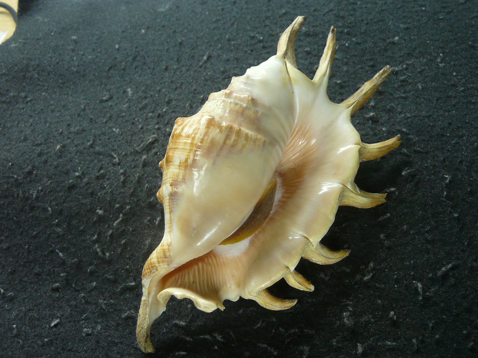 クモガイ×ムカデソデ ハイブリッド w/o | 貝殻標本店「F]