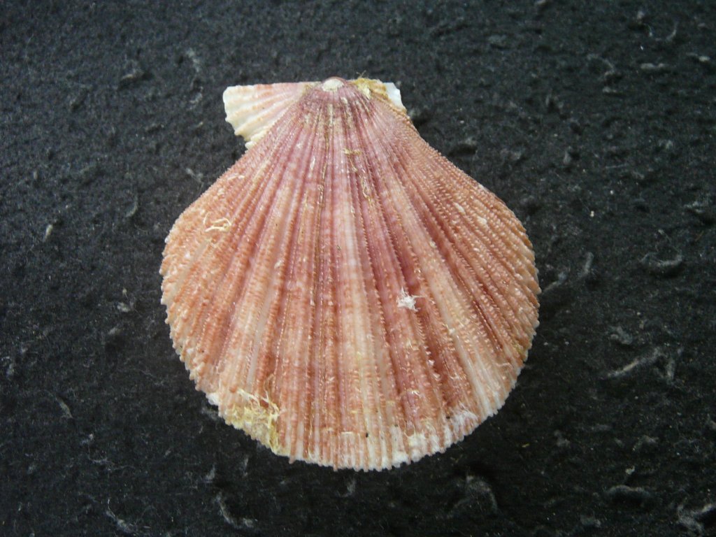 巻貝 キャラメル色 縞々貝殻 標本 水槽 アクアリウム 郷土品 アフリカ産 巻貝 キャラメル色 縞々貝殻 標本 水槽 アクアリウム 郷土品 アフリカ