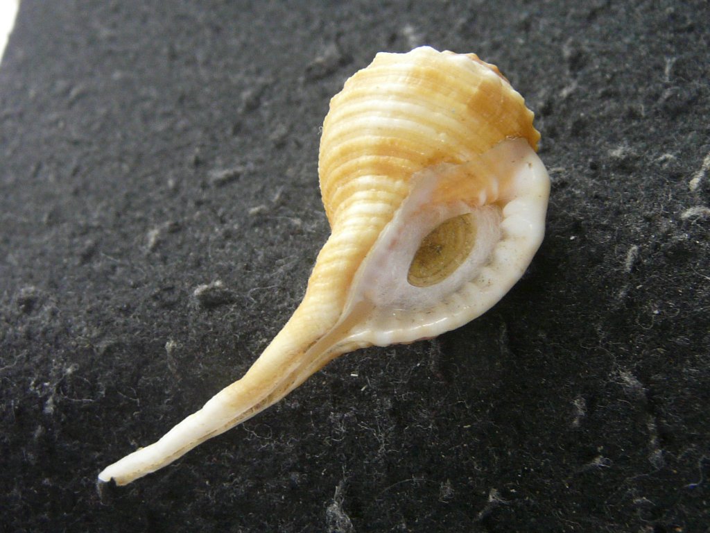 フジツガイ科・オキニシ科｜貝殻標本店「F]