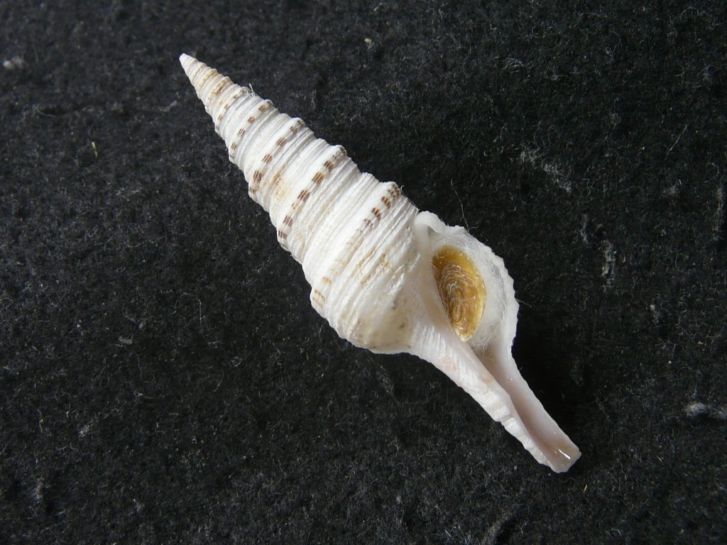 クダマキガイ科｜貝殻標本店「F]