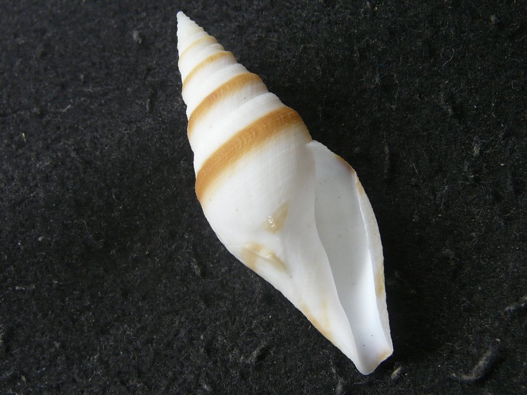 すべて｜貝殻標本店「F]