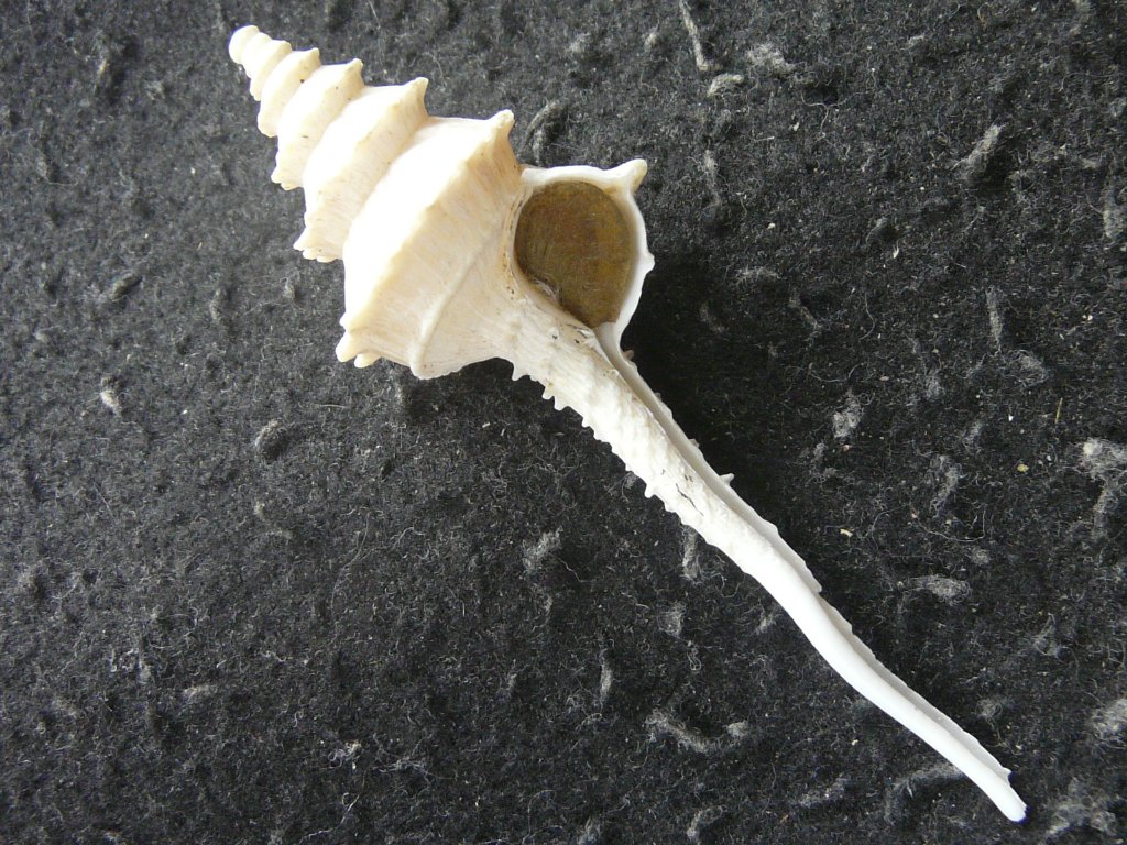 その他の巻貝｜貝殻標本店「F]