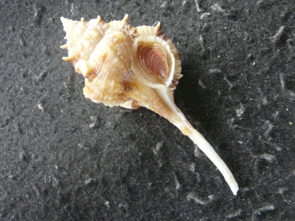 すべて｜貝殻標本店「F]