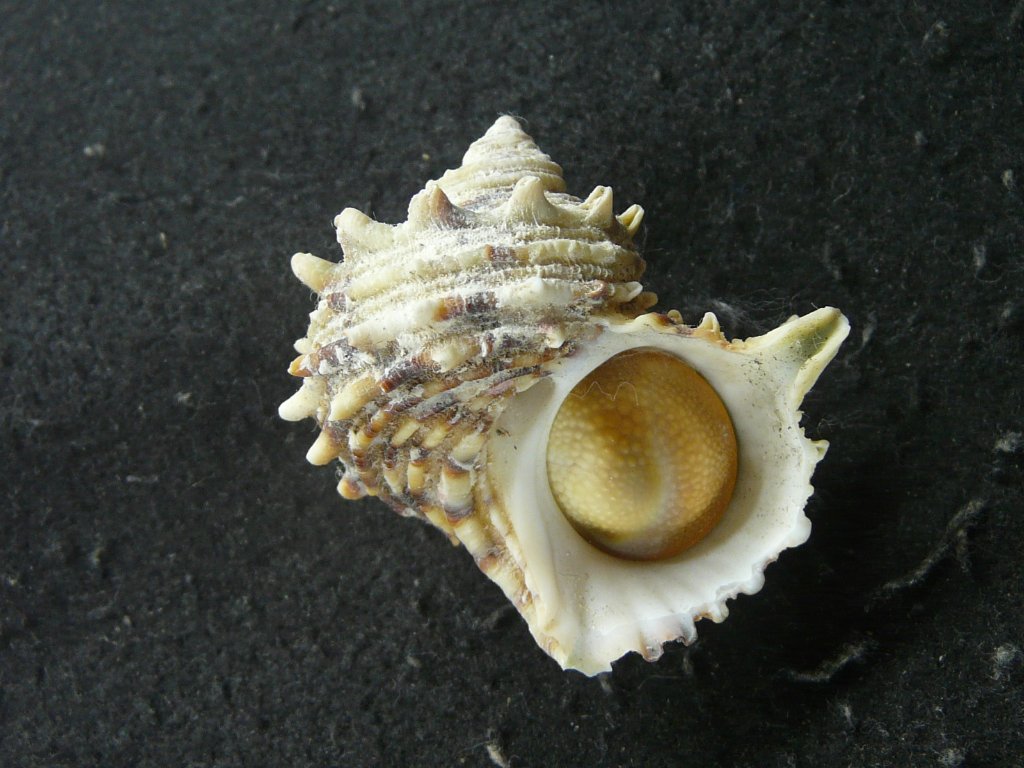 ニシキウズガイ科｜貝殻標本店「F]