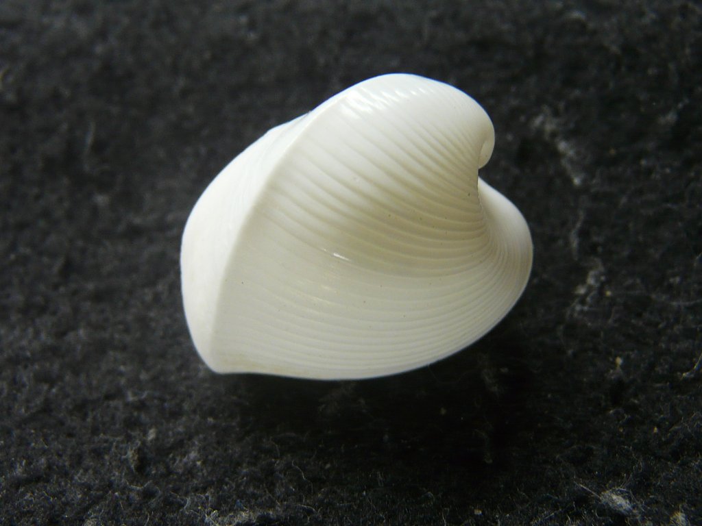 ヤシガイ　彫刻　貝殻　標本 Yahoo!オークション -「ヤシガイ」の落札相場・落札価格