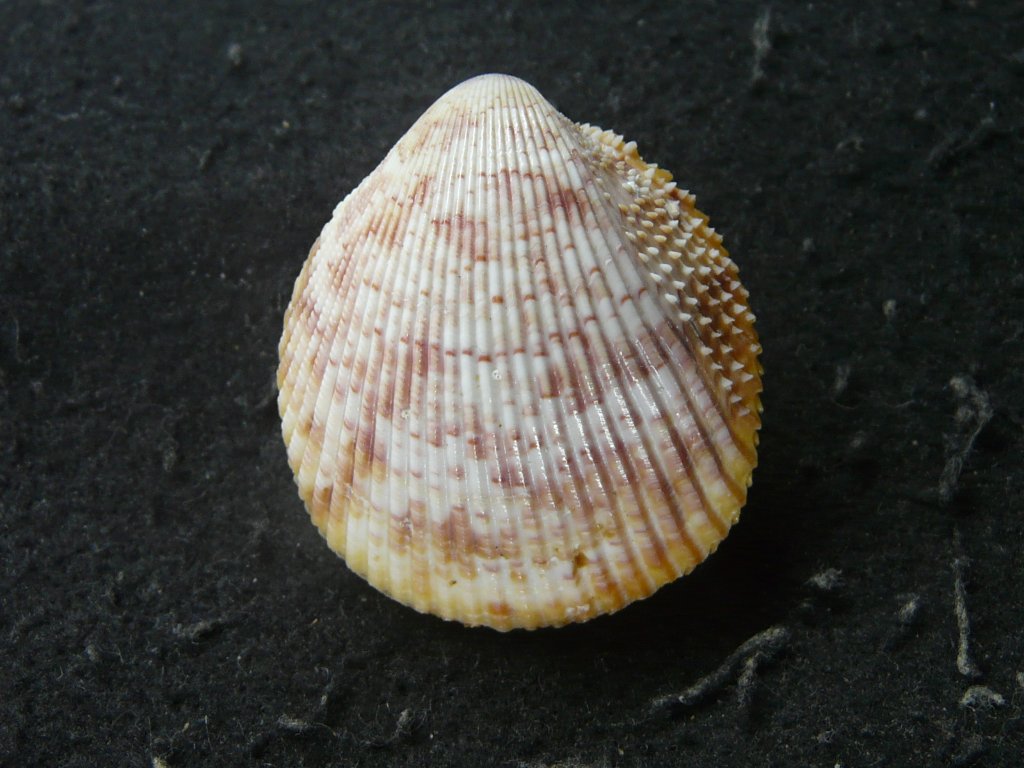 すべて｜貝殻標本店「F]