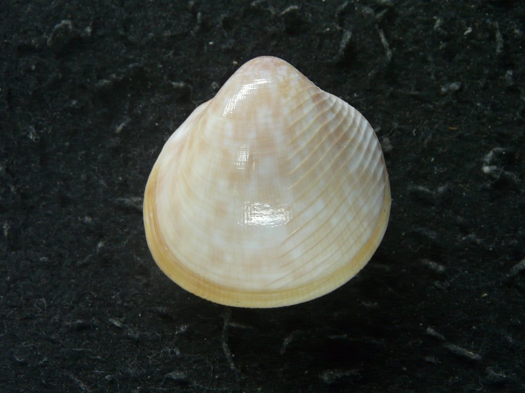 貝殻　自然標本　カサガイ　二枚貝 カルサイト化した部分が非常に美しい、二枚貝の化石。このタイプ