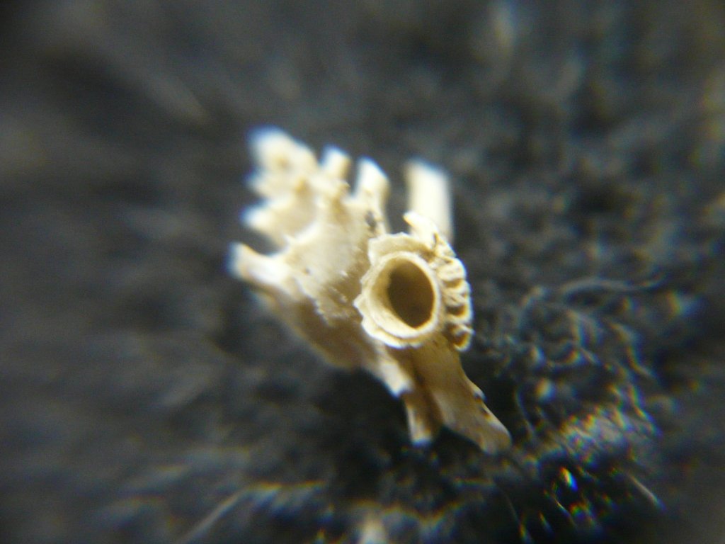 アクキガイ科｜貝殻標本店「F]