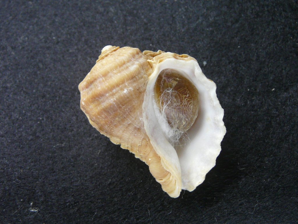 アクキガイ科｜貝殻標本店「F]