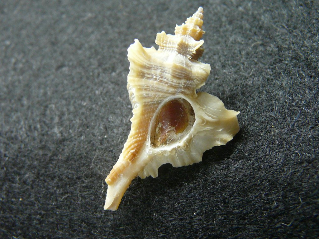 アクキガイ科｜貝殻標本店「F]