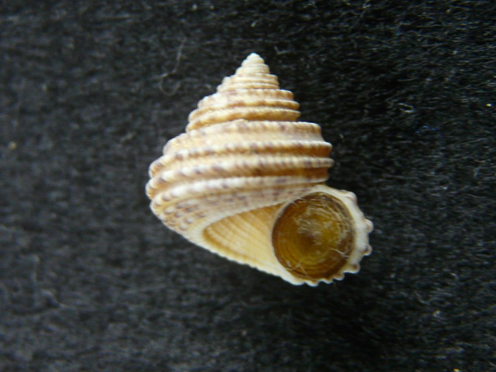 ニシキウズガイ科｜貝殻標本店「F]