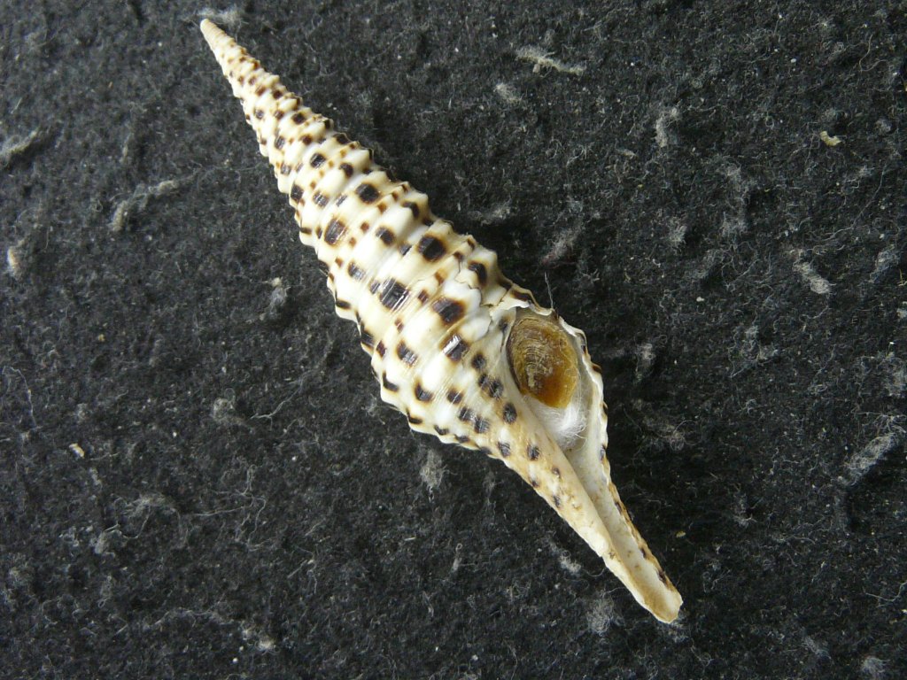 ①-1貝標本ヤエバイトカケ（蓋付：胴太型） すべて｜貝殻標本店「F]