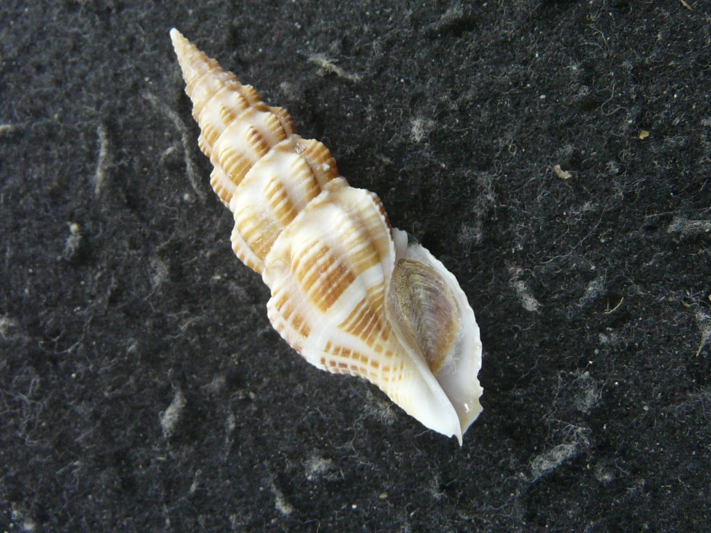 貝殻標本　法螺貝　37cm (直線)美品 貝殻標本 法螺貝 37cm (直線)美品 貝の店 美貝 貝殻 標本 販売