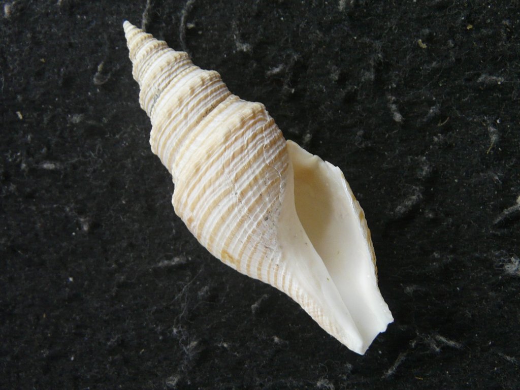 すべて｜貝殻標本店「F]