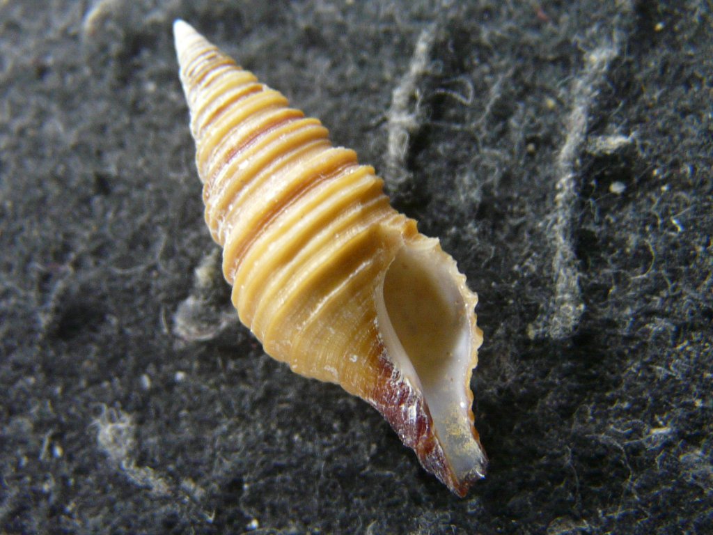 すべて｜貝殻標本店「F]