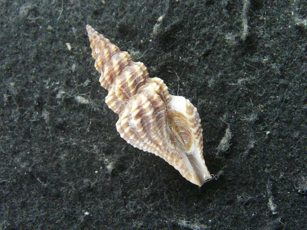 すべて｜貝殻標本店「F]