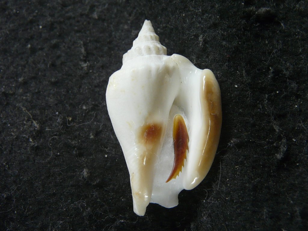 ソデボラ科｜貝殻標本店「F]