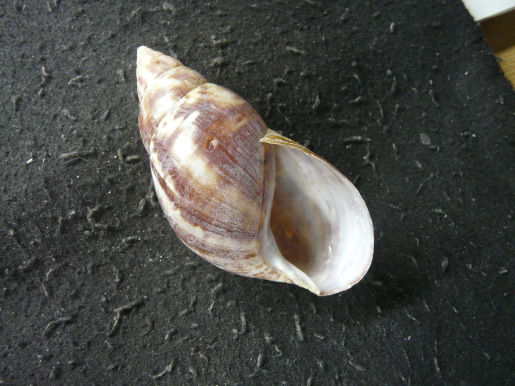 すべて｜貝殻標本店「F]