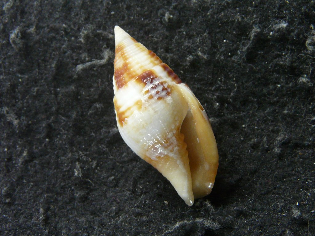 フデガイ科・ツクシガイ科｜貝殻標本店「F]