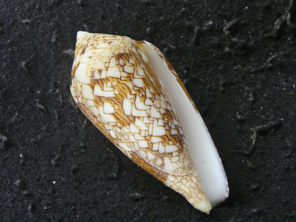 すべて｜貝殻標本店「F]