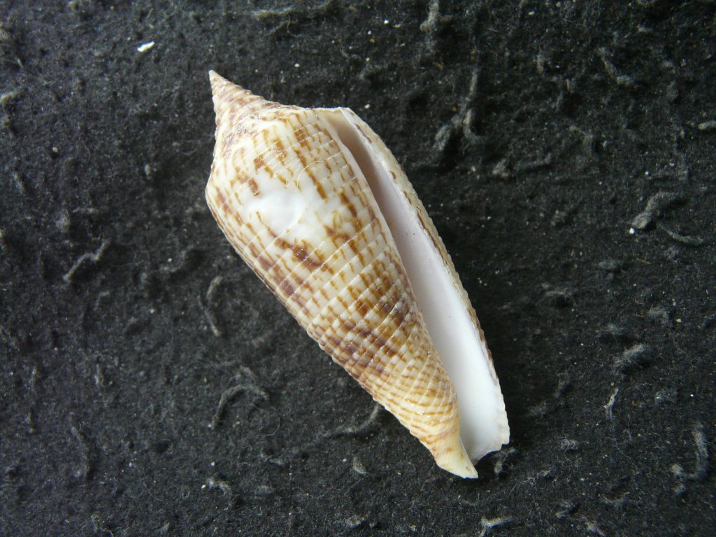 イモガイ科｜貝殻標本店「F]