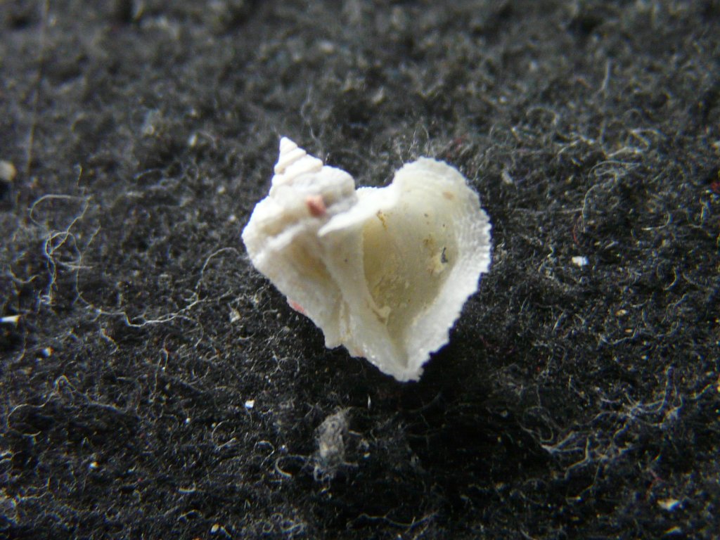 すべて｜貝殻標本店「F]