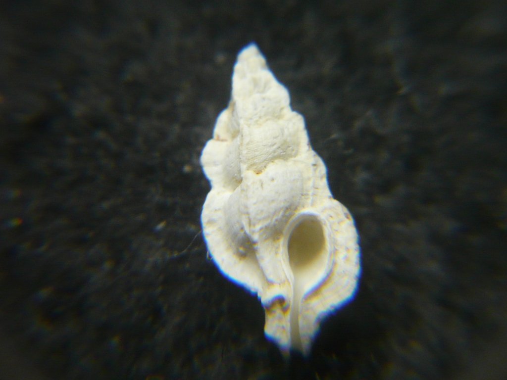 アクキガイ科｜貝殻標本店「F]