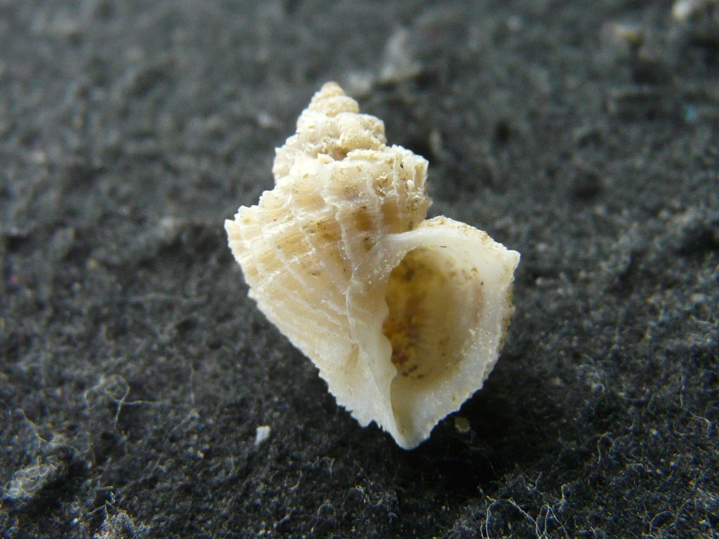 すべて｜貝殻標本店「F]