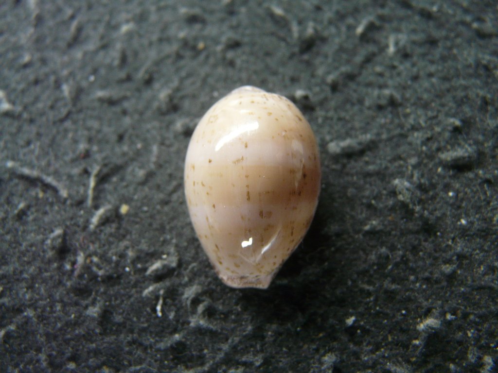 タカラガイ科｜貝殻標本店「F]