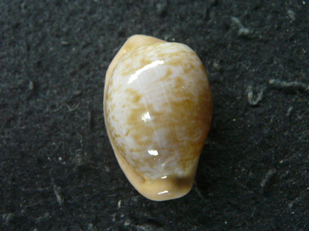 タカラガイ科｜貝殻標本店「F]