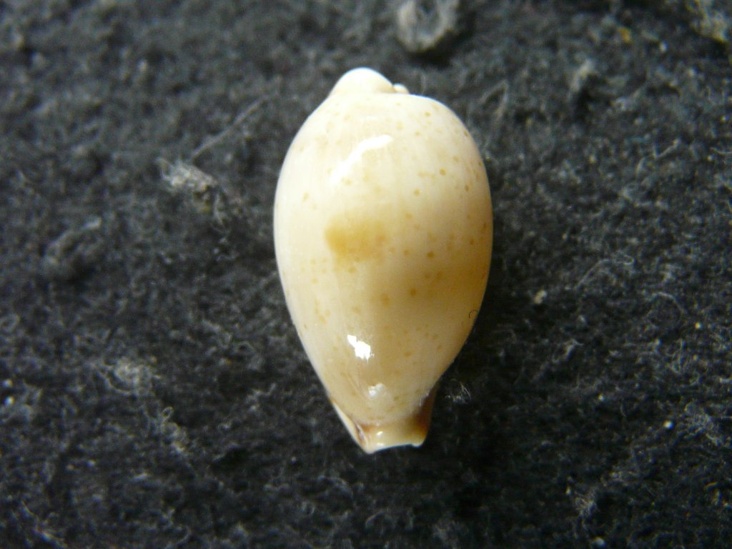 タカラガイ科｜貝殻標本店「F]