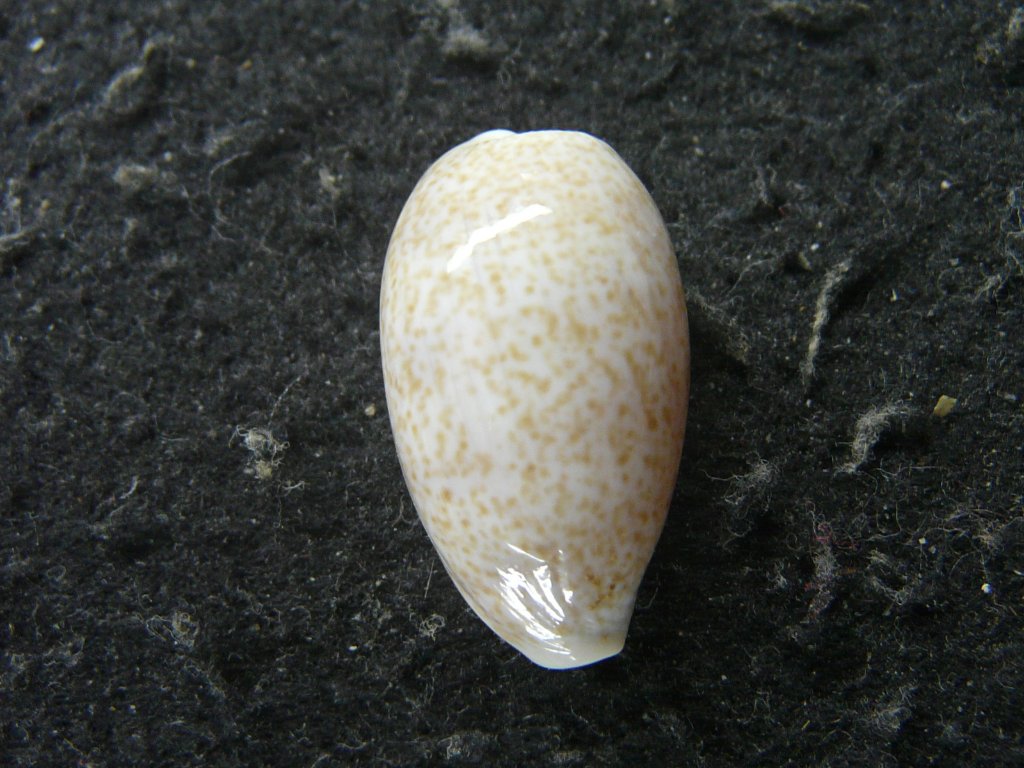 タカラガイ科｜貝殻標本店「F]