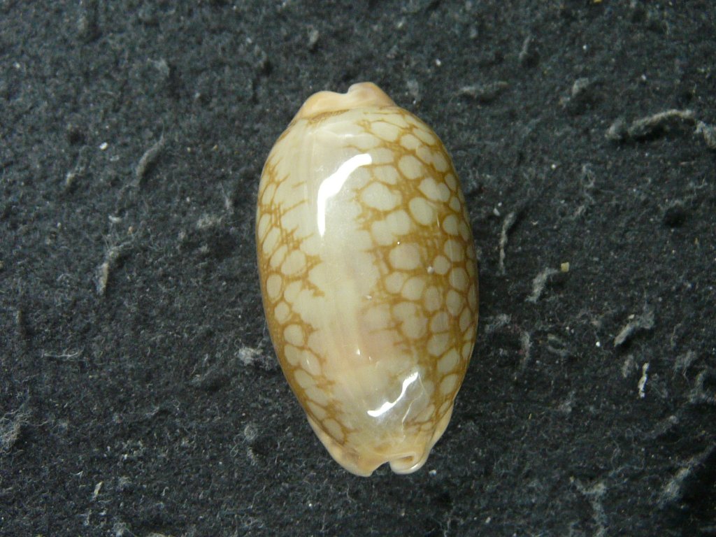 すべて｜貝殻標本店「F]