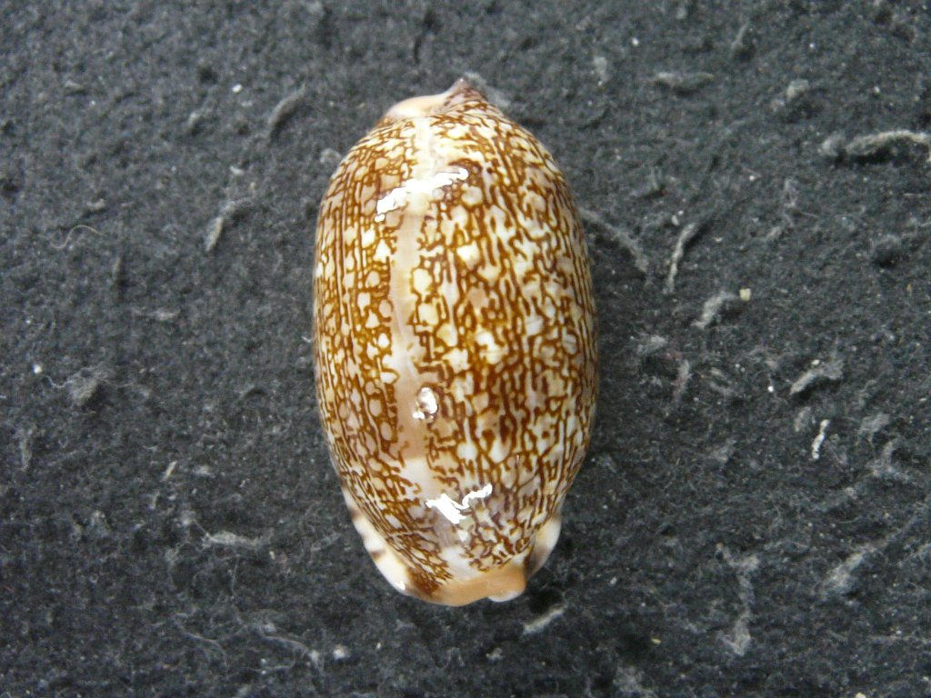 すべて｜貝殻標本店「F]