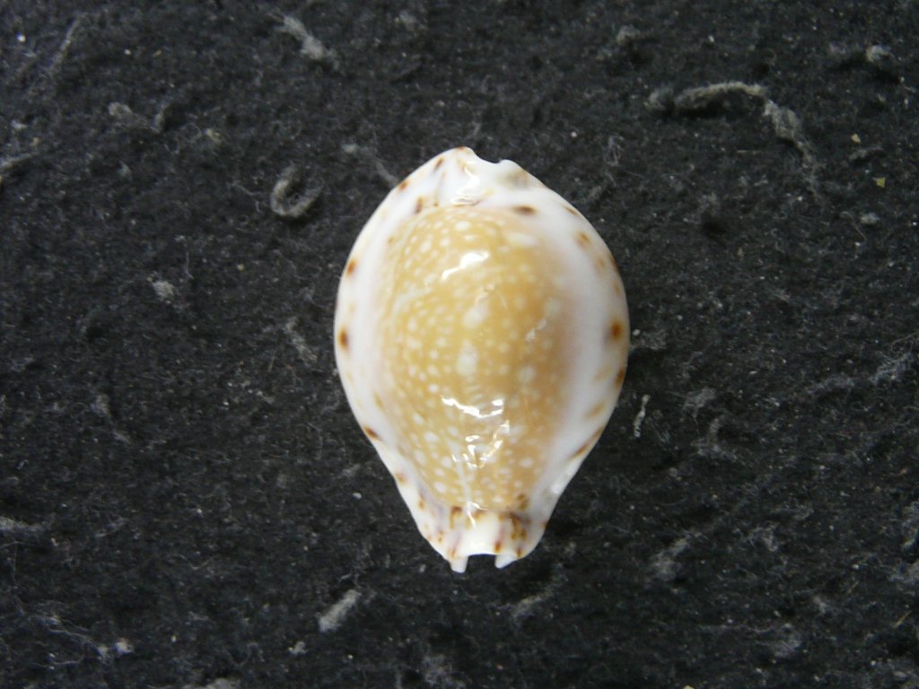 すべて｜貝殻標本店「F]